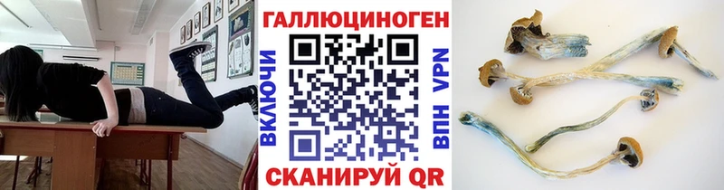 Псилоцибиновые грибы Cubensis  Гаджиево 